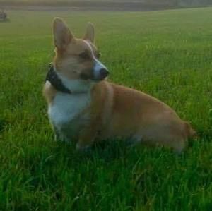 Meet your Posher, Bill